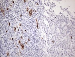 CD34 Monoclonal Antibody (OTI11A5), TrueMAB , OriGene 100 &mu;L; Unconjugated:Antibodies,
