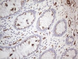 CD34 Monoclonal Antibody (OTI11A5), TrueMAB , OriGene 100 &mu;L; Unconjugated:Antibodies,