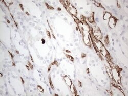 CD34 Monoclonal Antibody (OTI11A5), TrueMAB , OriGene 100 &mu;L; Unconjugated:Antibodies,