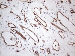 CD34 Monoclonal Antibody (OTI11A5), TrueMAB , OriGene 100 &mu;L; Unconjugated:Antibodies,