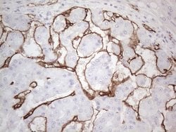 CD34 Monoclonal Antibody (OTI11A5), TrueMAB , OriGene 100 &mu;L; Unconjugated:Antibodies,