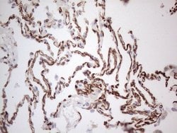 CD34 Monoclonal Antibody (OTI11A5), TrueMAB , OriGene 100 &mu;L; Unconjugated:Antibodies,