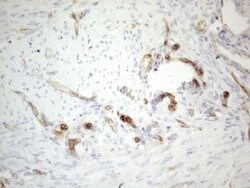 CD34 Monoclonal Antibody (OTI10C8), TrueMAB , OriGene 100 &mu;L; Unconjugated:Antibodies,