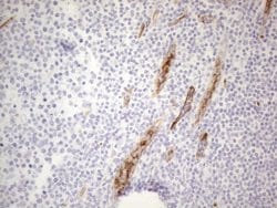 CD34 Monoclonal Antibody (OTI10C8), TrueMAB , OriGene 100 &mu;L; Unconjugated:Antibodies,
