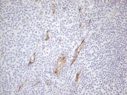 CD34 Monoclonal Antibody (OTI10C8), TrueMAB , OriGene 100 &mu;L; Unconjugated:Antibodies,