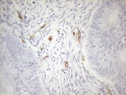 CD34 Monoclonal Antibody (OTI10C8), TrueMAB , OriGene 100 &mu;L; Unconjugated:Antibodies,