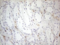 CD34 Monoclonal Antibody (OTI10C8), TrueMAB , OriGene 100 &mu;L; Unconjugated:Antibodies,