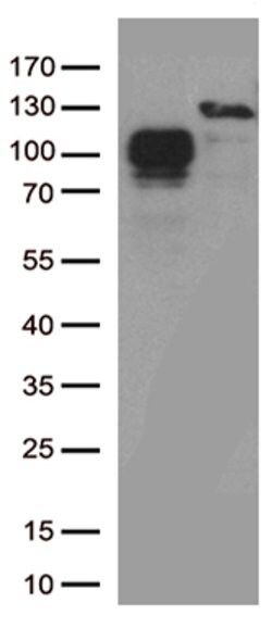 CD34 Mouse anti-Human, Clone: OTI39B1, lyophilized, TrueMAB 100 &mu;g;