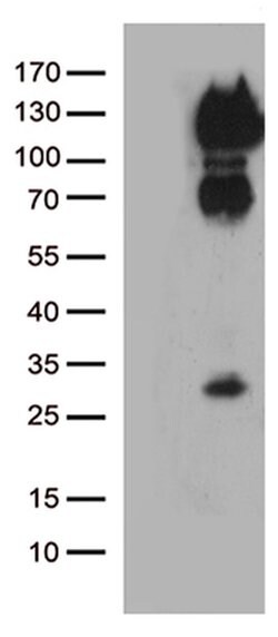 CD34 Monoclonal Antibody (OTI8F11), TrueMAB , OriGene 100 &mu;L; Unconjugated:Antibodies,