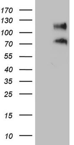 CD34 Monoclonal Antibody (OTI11A5), TrueMAB , OriGene 100 &mu;L; Unconjugated:Antibodies,