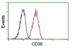 CD36 Monoclonal Antibody (OTI4H7), TrueMAB , OriGene 100 &mu;L; Unconjugated:Antibodies,