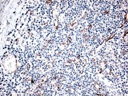 CD36 Mouse anti-Human, Clone: OTI4H7, lyophilized, TrueMAB 100 &mu;g; Unconjugated:Antibodies,