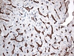 CD36 Mouse anti-Human, Clone: OTI4H7, lyophilized, TrueMAB 100 &mu;g; Unconjugated:Antibodies,