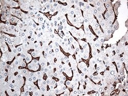 CD36 Monoclonal Antibody (OTI4H7), TrueMAB , OriGene 100 &mu;L; Unconjugated:Antibodies,