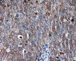 CD36 Monoclonal Antibody (OTI6A5), TrueMAB , OriGene 30 &mu;L; Unconjugated:Antibodies,