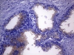 CD38 Mouse anti-Human, Clone: OTI1C9, lyophilized, TrueMAB 100 &mu;g; Unconjugated:Antibodies,