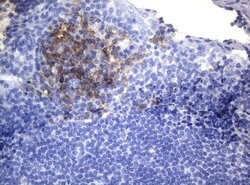 CD38 Mouse anti-Human, Clone: OTI1C9, lyophilized, TrueMAB 100 &mu;g; Unconjugated:Antibodies,