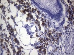 CD38 Mouse anti-Human, Clone: OTI1C9, lyophilized, TrueMAB 100 &mu;g; Unconjugated:Antibodies,