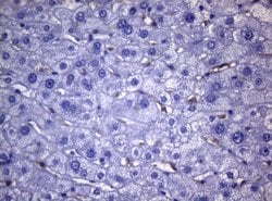 CD38 Mouse anti-Human, Clone: OTI1C9, lyophilized, TrueMAB 100 &mu;g; Unconjugated:Antibodies,