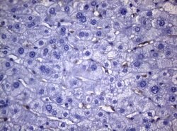 CD38 Monoclonal Antibody (OTI1C9), TrueMAB , OriGene 100 &mu;L; Unconjugated:Antibodies,
