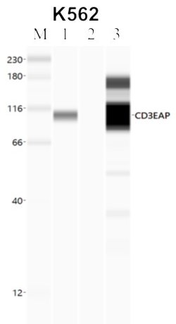 Invitrogen PAF49 Polyclonal Antibody 100 &mu;L; Unconjugated:Antibodies,