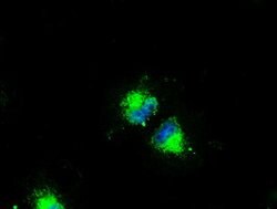 CD4 Mouse anti-Human, Clone: OTI9G7, lyophilized, TrueMAB 100 &mu;g; Unconjugated:Antibodies,