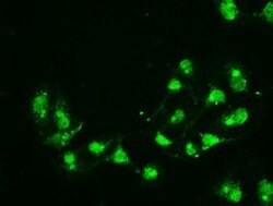 CD4 Mouse anti-Human, Clone: OTI9G7, lyophilized, TrueMAB 100 &mu;g; Unconjugated:Antibodies,