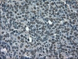CD4 Mouse anti-Human, Clone: OTI6E10, liquid, TrueMAB 100 &mu;L; Unconjugated:Antibodies,