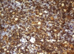 CD4 Mouse anti-Human, Clone: OTI5D9, lyophilized, TrueMAB 100 &mu;g; Unconjugated:Antibodies,