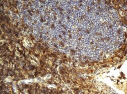 CD4 Mouse anti-Human, Clone: OTI5D9, lyophilized, TrueMAB 100 &mu;g; Unconjugated:Antibodies,