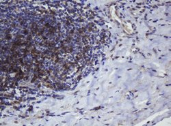 CD4 Mouse anti-Human, Clone: OTI2D4, lyophilized, TrueMAB 100 &mu;g; Unconjugated:Antibodies,