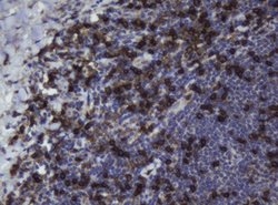 CD4 Mouse anti-Human, Clone: OTI6B7, lyophilized, TrueMAB 100 &mu;g; Unconjugated:Antibodies,