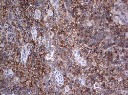CD4 Monoclonal Antibody (OTI7G9), TrueMAB , OriGene 100 &mu;L; Unconjugated:Antibodies,