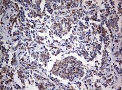 CD4 Monoclonal Antibody (OTI7G9), TrueMAB , OriGene:Antibodies:Primary