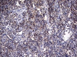 CD4 Monoclonal Antibody (OTI7G9), TrueMAB , OriGene:Antibodies:Primary