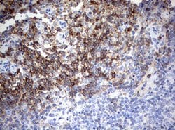 CD4 Monoclonal Antibody (OTI5C2), TrueMAB , OriGene:Antibodies:Primary