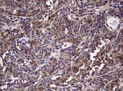 CD4 Monoclonal Antibody (OTI3E11), TrueMAB , OriGene 100 &mu;L; Unconjugated:Antibodies,