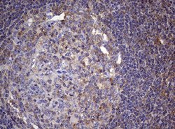CD4 Monoclonal Antibody (OTI3E11), TrueMAB , OriGene:Antibodies:Primary