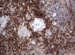 CD4 Monoclonal Antibody (OTI1D6), TrueMAB , OriGene 100 &mu;L; Unconjugated:Antibodies,