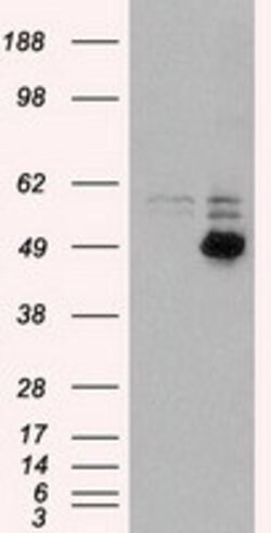 CD4 Mouse anti-Canine, Human, Rat, Clone: OTI10B5, lyophilized, TrueMAB