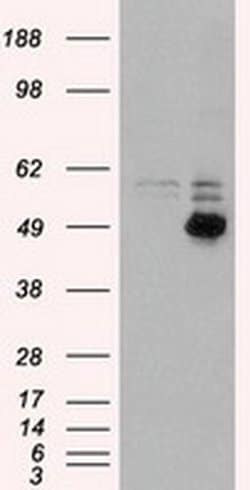 CD4 Mouse anti-Canine, Human, Rat, Clone: OTI10B5, liquid, TrueMAB 30 &mu;L;