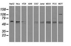 CD4 Mouse anti-Canine, Human, Rat, Clone: OTI10B5, lyophilized, TrueMAB