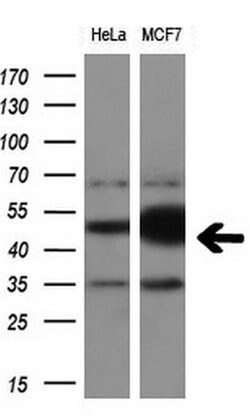 CD4 Mouse anti-Human, Clone: OTI4A11, lyophilized, TrueMAB 100 &mu;g | Buy Online | OriGene | Fisher Scientific