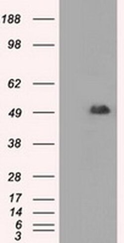 CD4 Mouse anti-Human, Clone: OTI6E10, liquid, TrueMAB 100 &mu;L; Unconjugated:Antibodies,