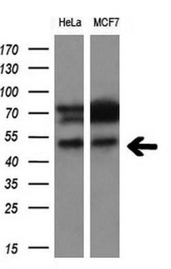 CD4 Mouse anti-Human, Clone: OTI6E10, liquid, TrueMAB 100 &mu;L; Unconjugated:Antibodies,