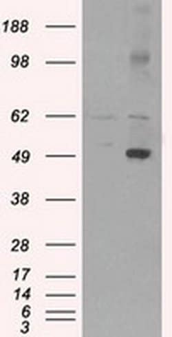 CD4 Mouse anti-Human, Rat, Clone: OTI18E3, TrueMAB , Origene 30 &mu;L;