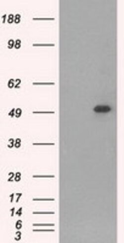 CD4 Mouse anti-Human, Clone: OTI9G7, lyophilized, TrueMAB 100 &mu;g; Unconjugated:Antibodies,