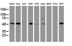 CD4 Mouse anti-Human, Clone: OTI5D9, lyophilized, TrueMAB 100 &mu;g; Unconjugated:Antibodies,