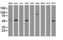 CD4 Monoclonal Antibody (OTI7F2), TrueMAB , OriGene:Antibodies:Primary
