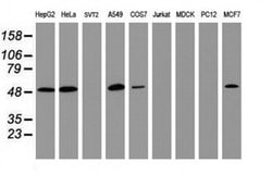 CD4 Monoclonal Antibody (OTI8H3), TrueMAB , OriGene 100 &mu;L; Unconjugated:Antibodies,